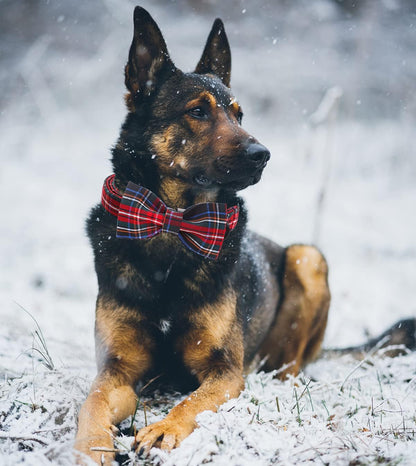 Dog Collar with Bowtie for Small Medium Large Dogs Plaid Pet Collar Comfortable Dog Collar, Checkered Bowtie Dog Collar Adjustable XS-XL